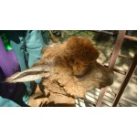 Використання Maxi Wash при дерматиті