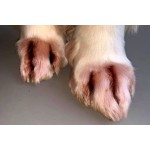 Межпальцевый дерматит у собак: симптомы и лечение