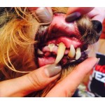 Пародонтоз у собаки: обстеження, лікування, результат