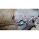 Лікування ран гелем Блу Баттер (США)