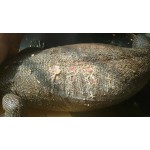 Піодермія у варана, використання розчину Maxi Wash 