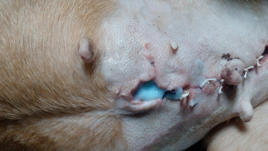 Нанесення гелю Блу Баттер